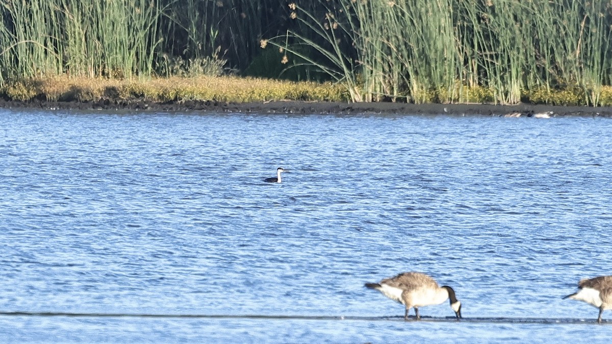 Western Grebe - Albert Linkowski