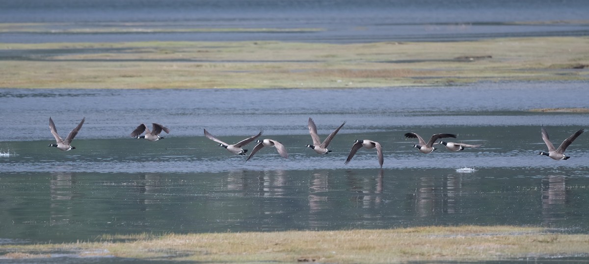 Canada Goose - Annie Lavoie