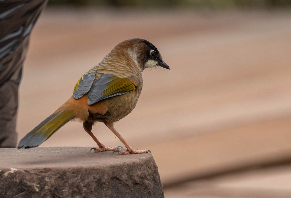 Black-faced Laughingthrush - ML619663291