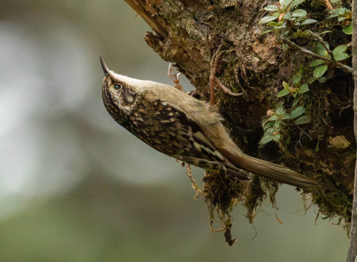 Sichuan Treecreeper - Garret Skead