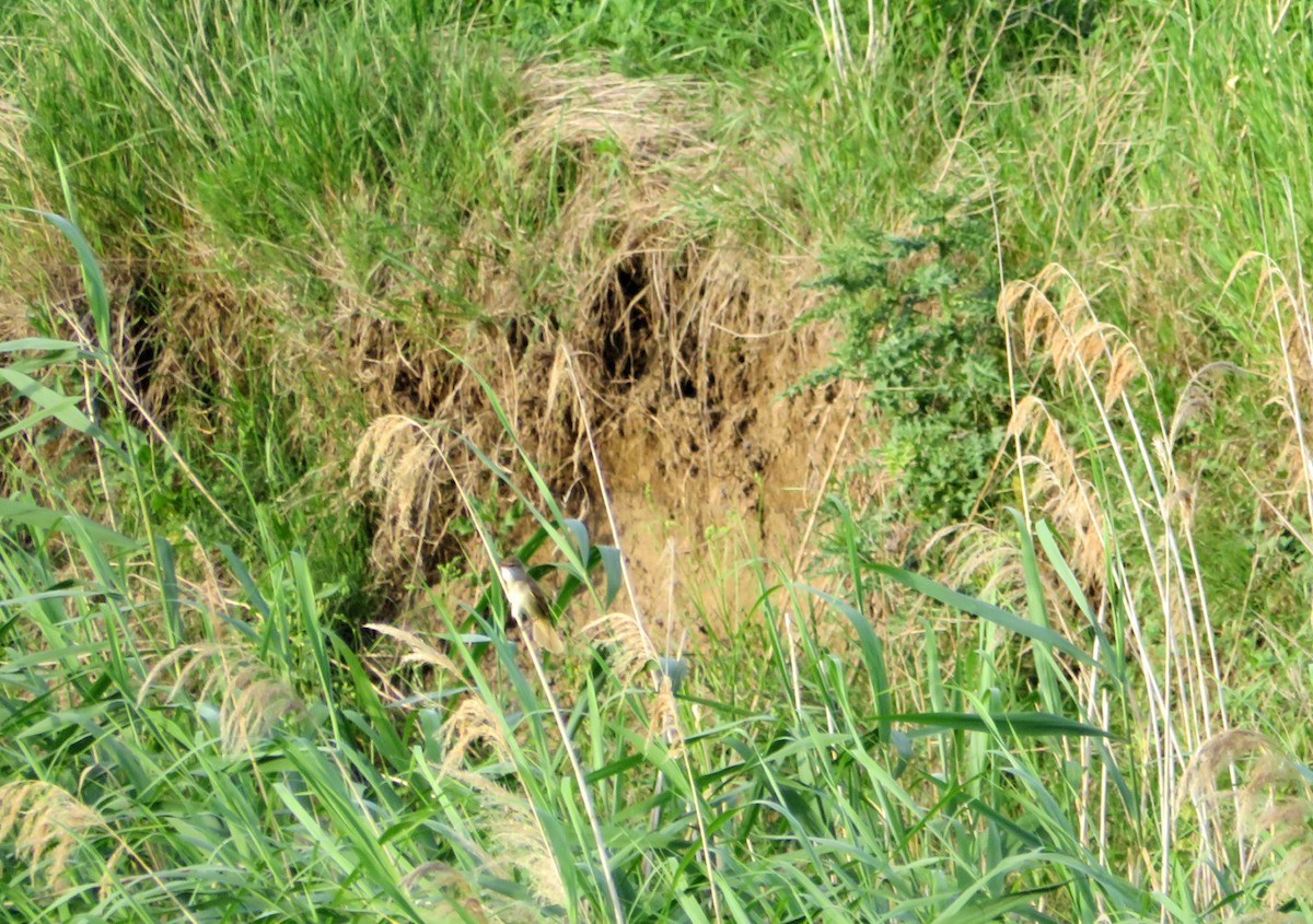 Great Reed Warbler - MIloš Racković