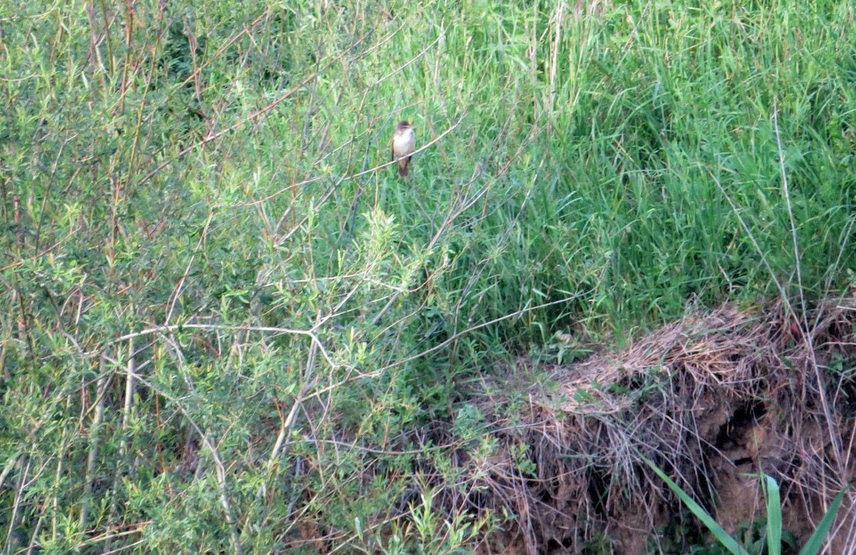 Great Reed Warbler - MIloš Racković