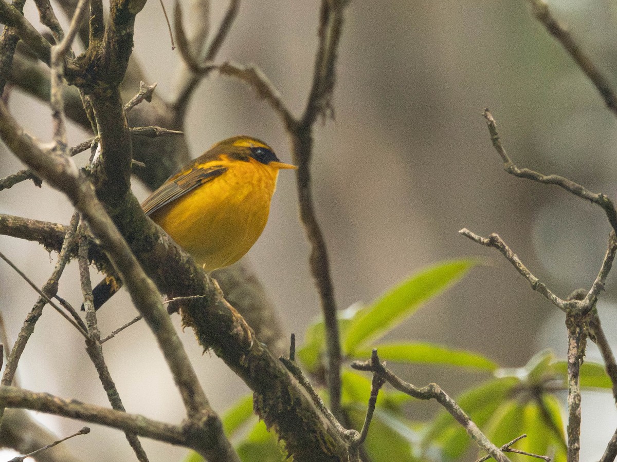 Golden Bush-Robin - Garret Skead