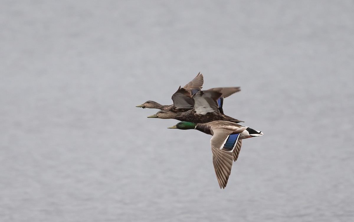 Mallard - Annie Lavoie