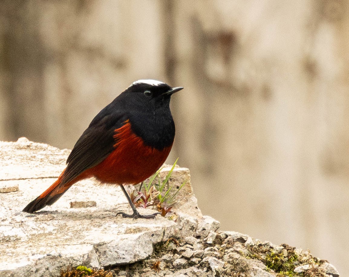 White-capped Redstart - ML619663303