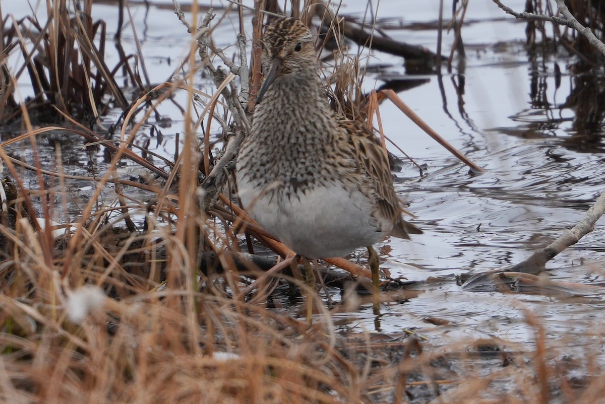 Pectoral Sandpiper - Emily Mackevicius