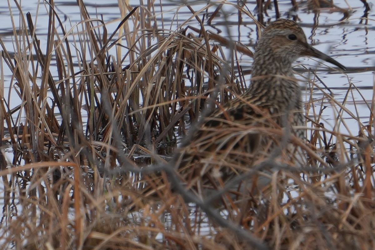 Pectoral Sandpiper - Emily Mackevicius