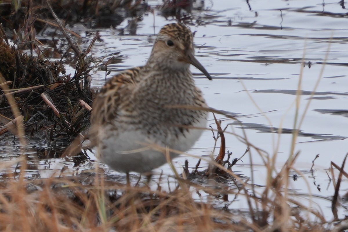 Pectoral Sandpiper - Emily Mackevicius