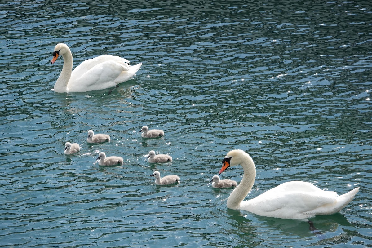 Mute Swan - John Beckworth