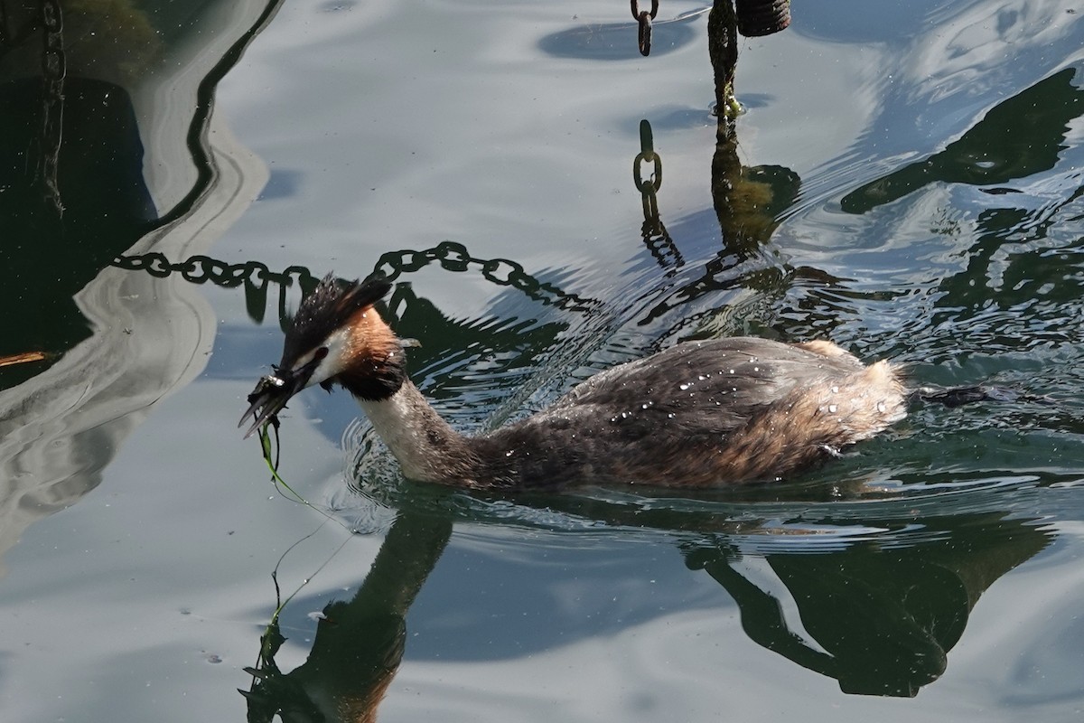 Great Crested Grebe - ML619663309