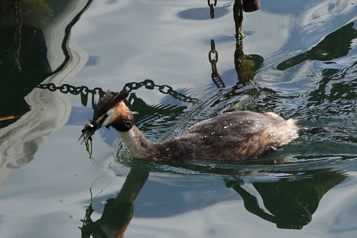 Great Crested Grebe - John Beckworth