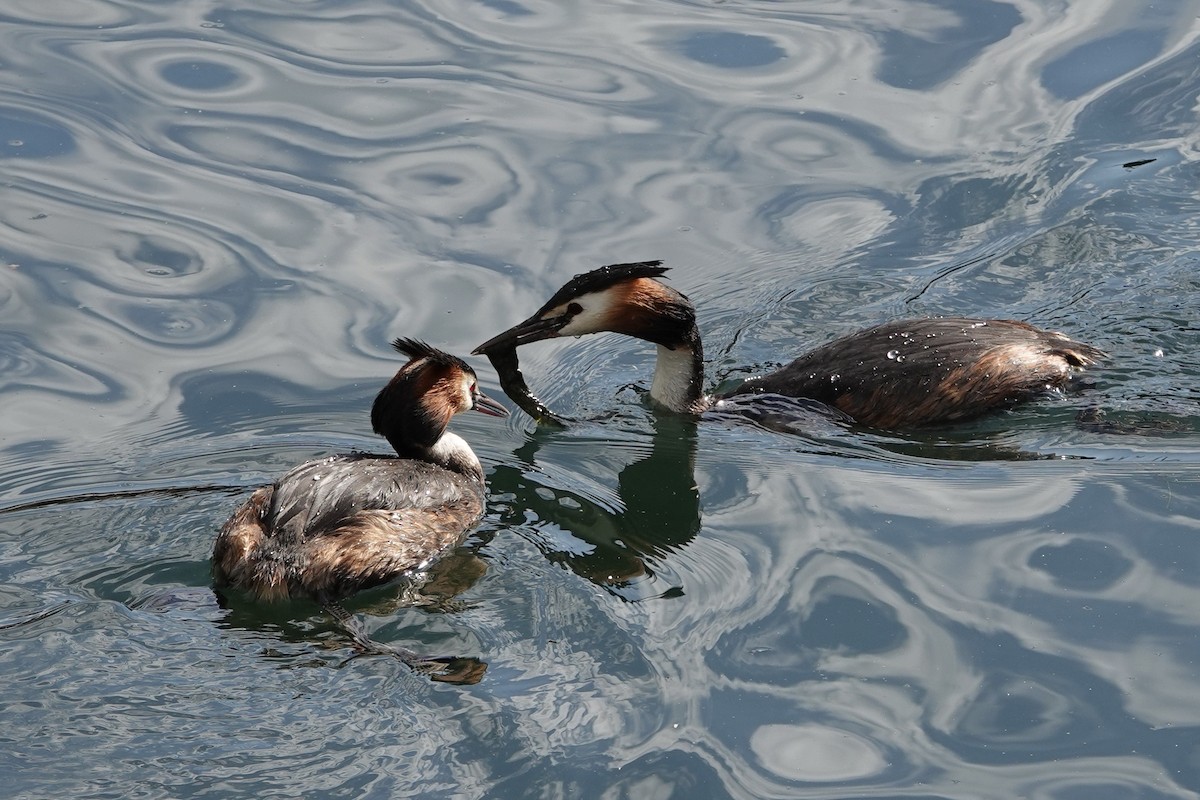 Great Crested Grebe - John Beckworth