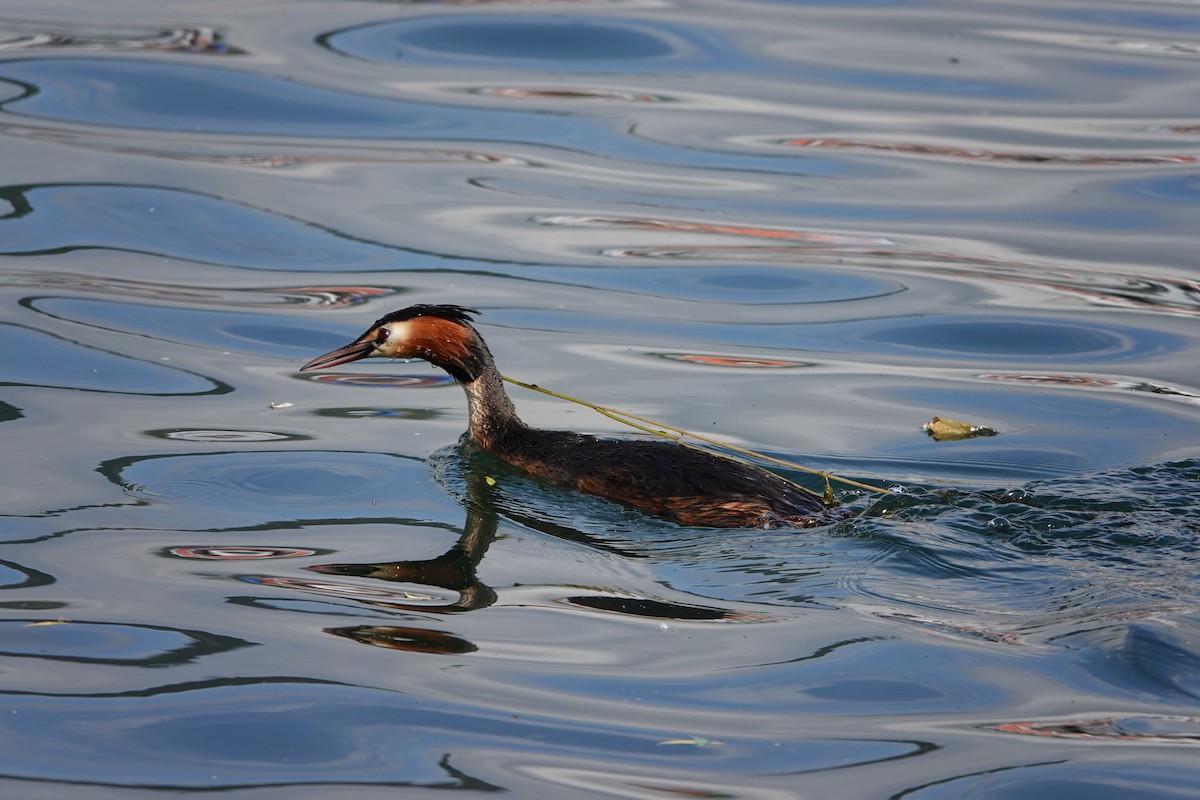Great Crested Grebe - ML619663312