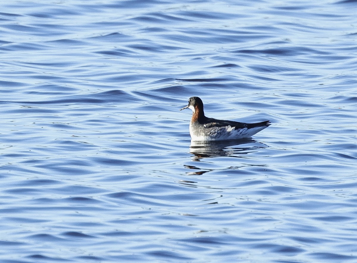 Red-necked Phalarope - Albert Linkowski