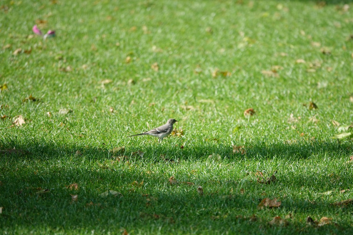 White Wagtail - John Beckworth