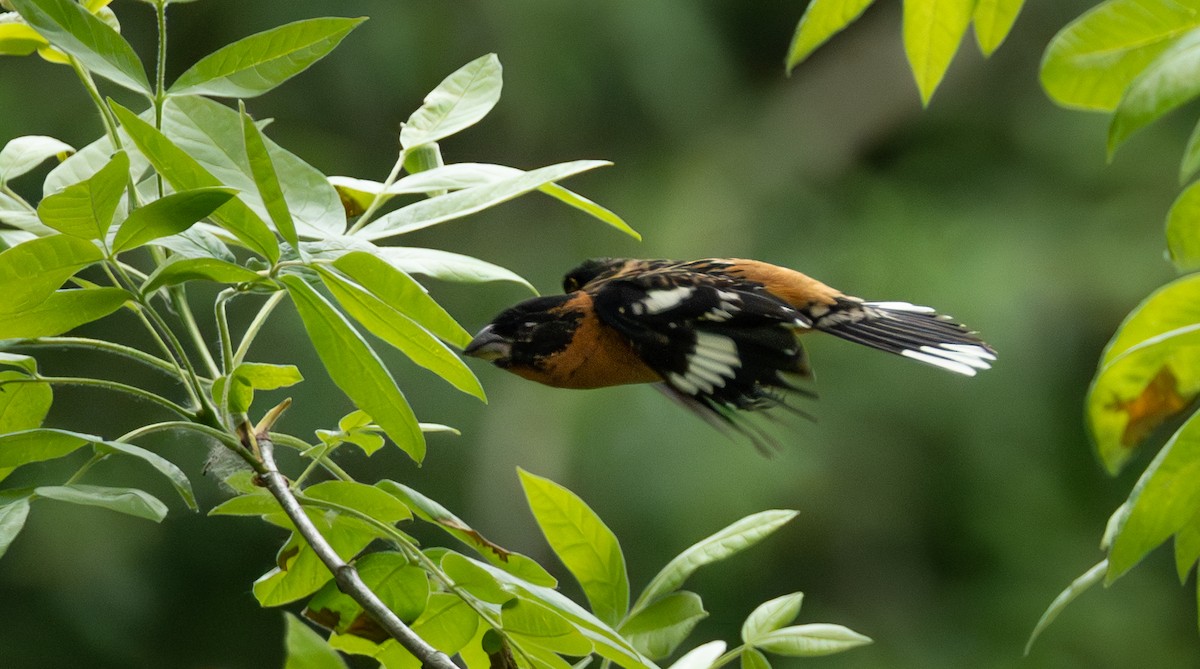 Black-headed Grosbeak - Florence Dulla