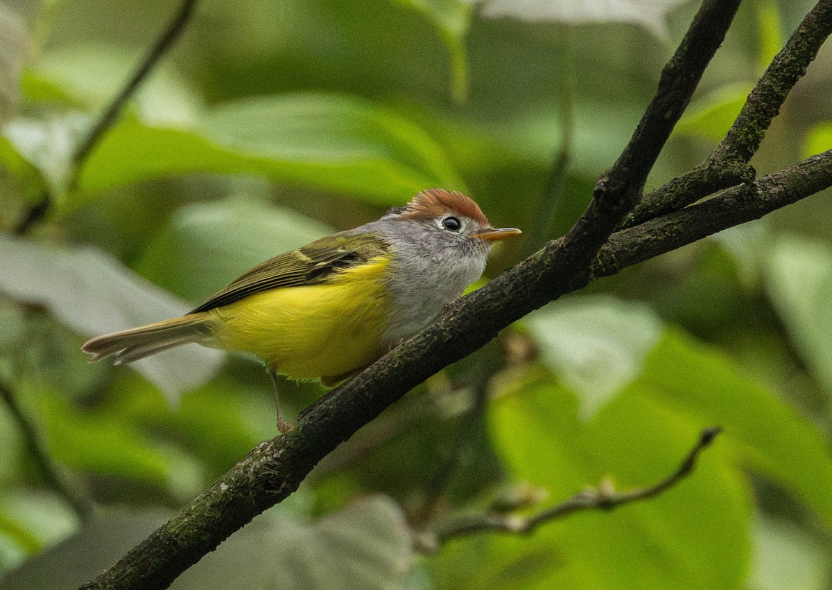 Chestnut-crowned Warbler - ML619663316