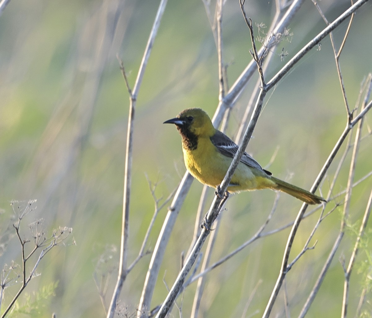 Hooded Oriole - Albert Linkowski