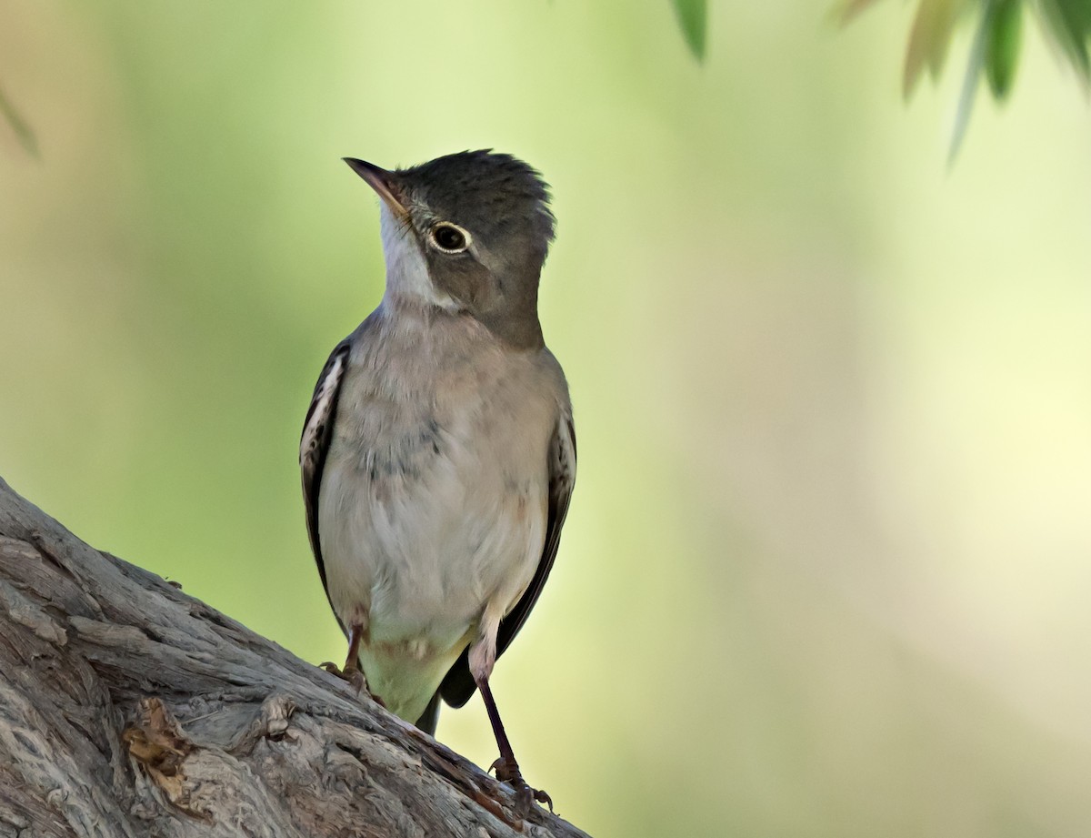 Greater Whitethroat - chandana roy