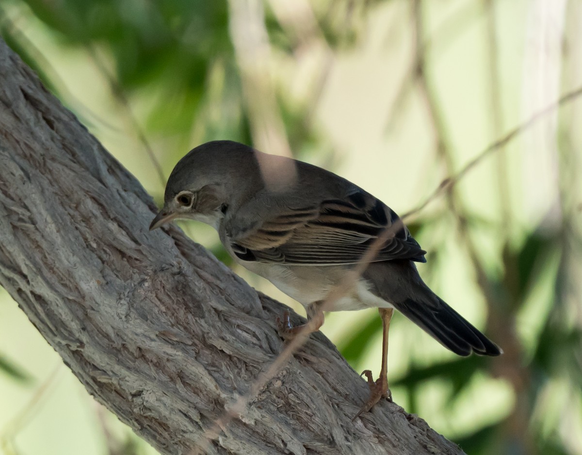 Greater Whitethroat - chandana roy