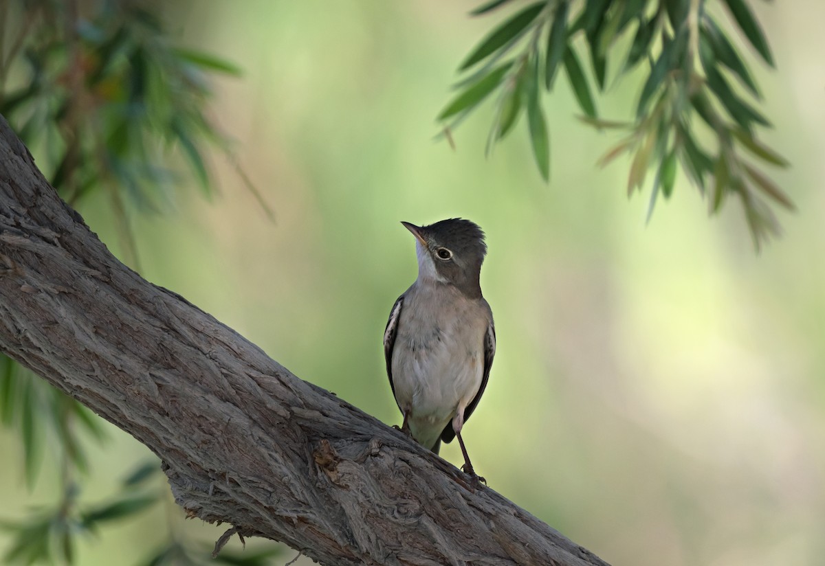 Greater Whitethroat - chandana roy