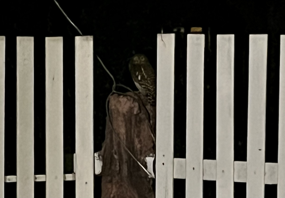 Asian Barred Owlet - Matthew Cook
