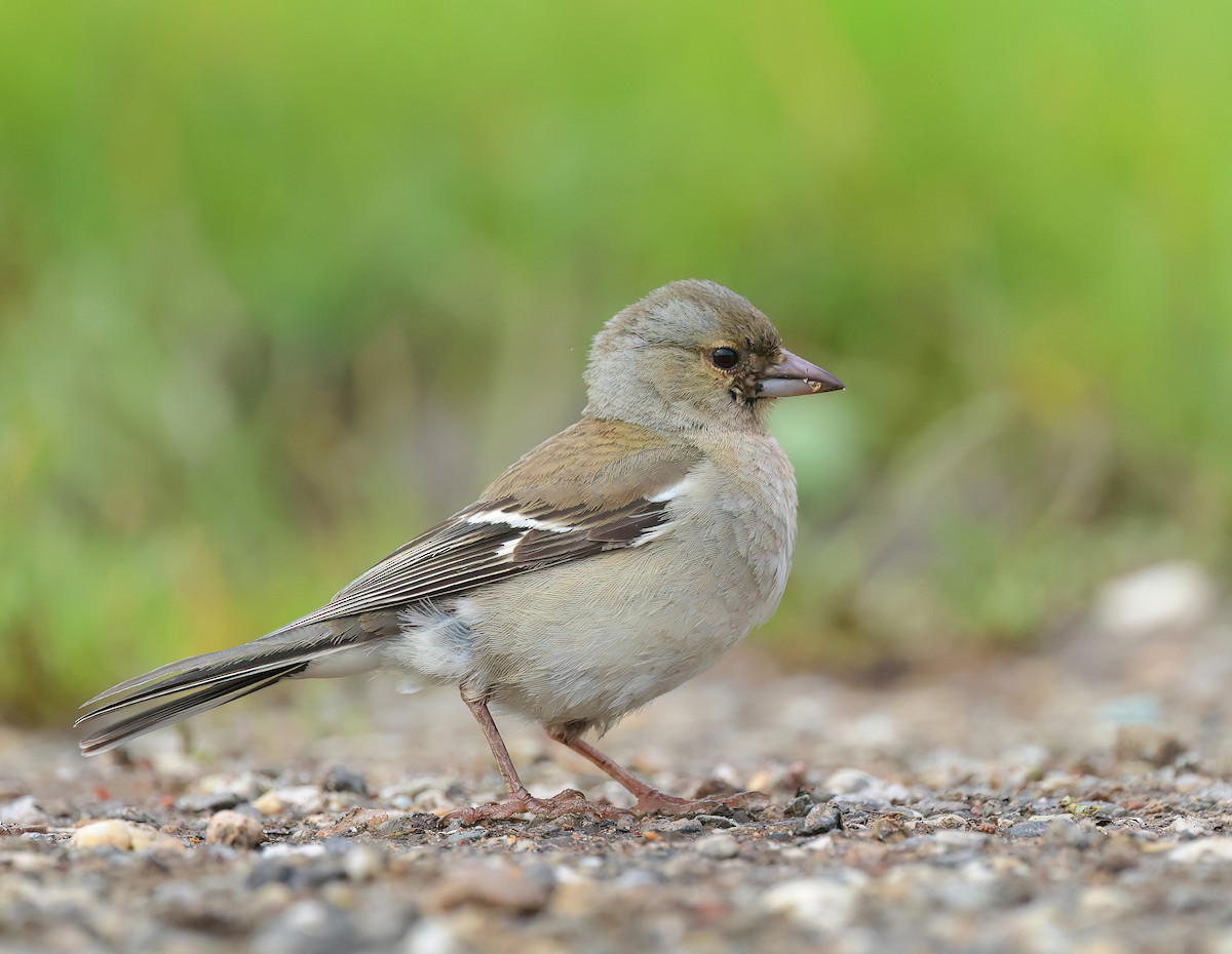 Common Chaffinch - Albert Noorlander