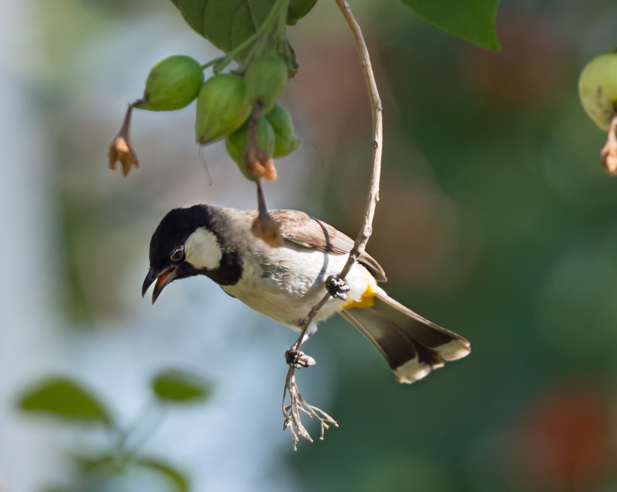 Bulbul à oreillons blancs - ML619663330