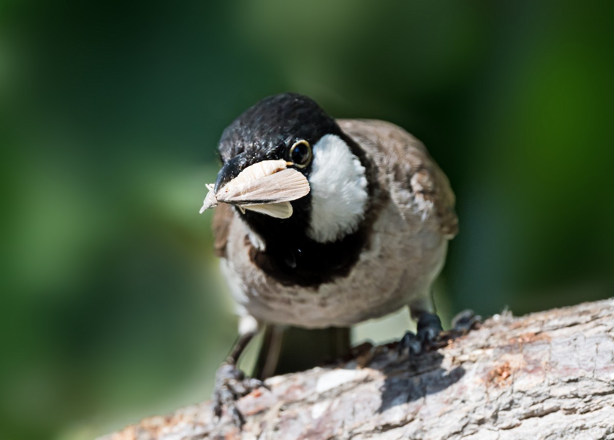 White-eared Bulbul - ML619663331