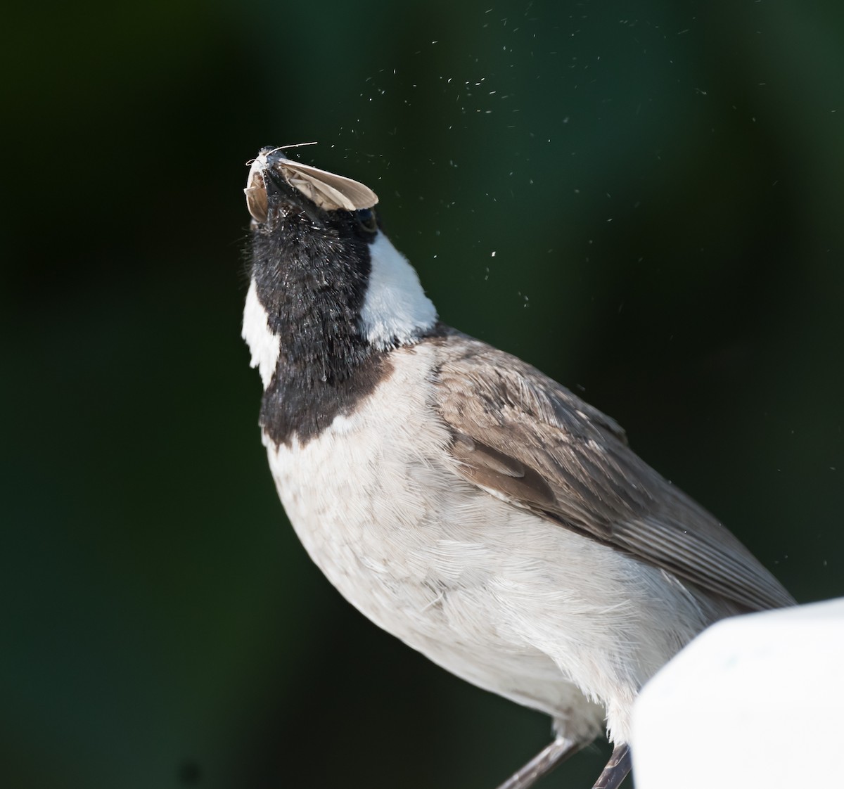 White-eared Bulbul - ML619663332