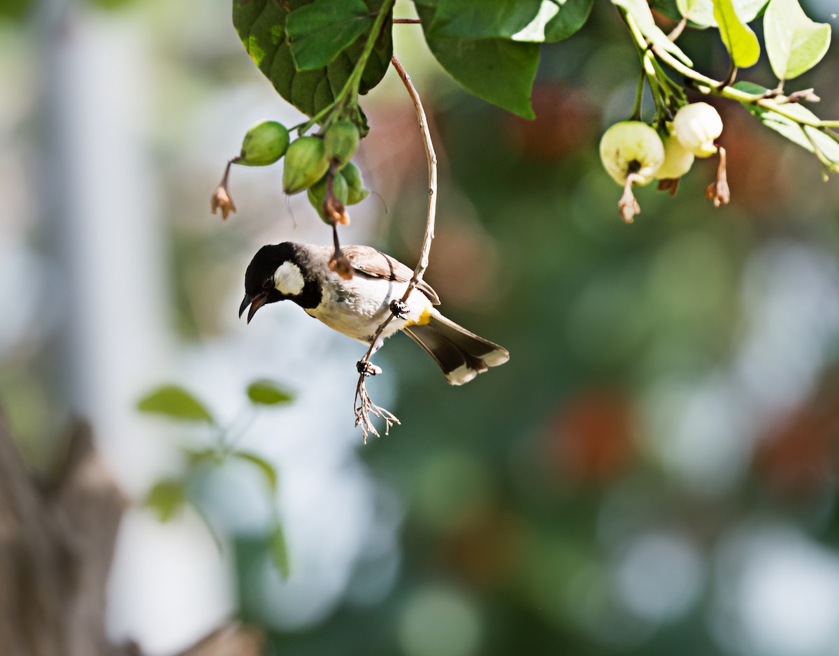 Bulbul à oreillons blancs - ML619663335