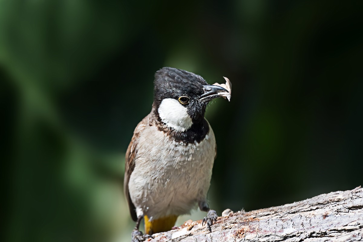 Bulbul à oreillons blancs - ML619663336