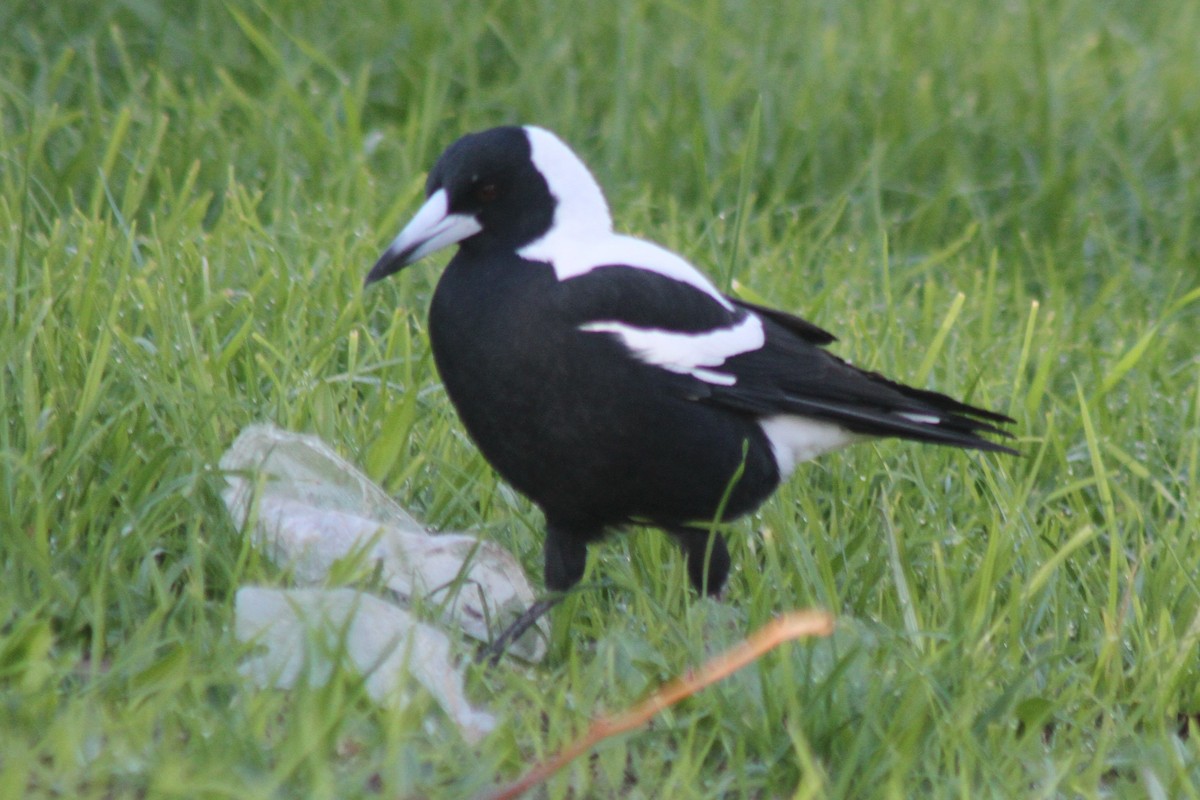 Australian Magpie - ML619663342