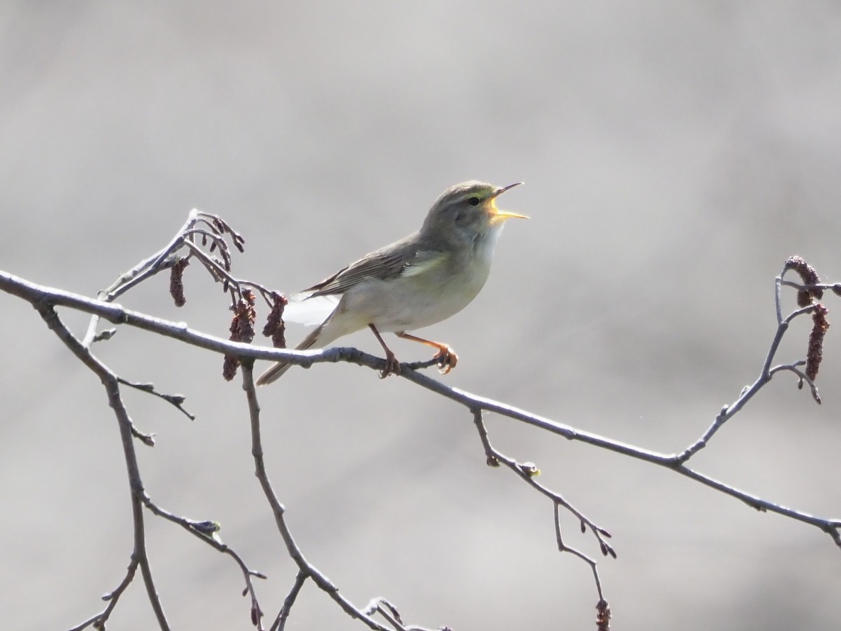 Willow Warbler - Richard Kaskan