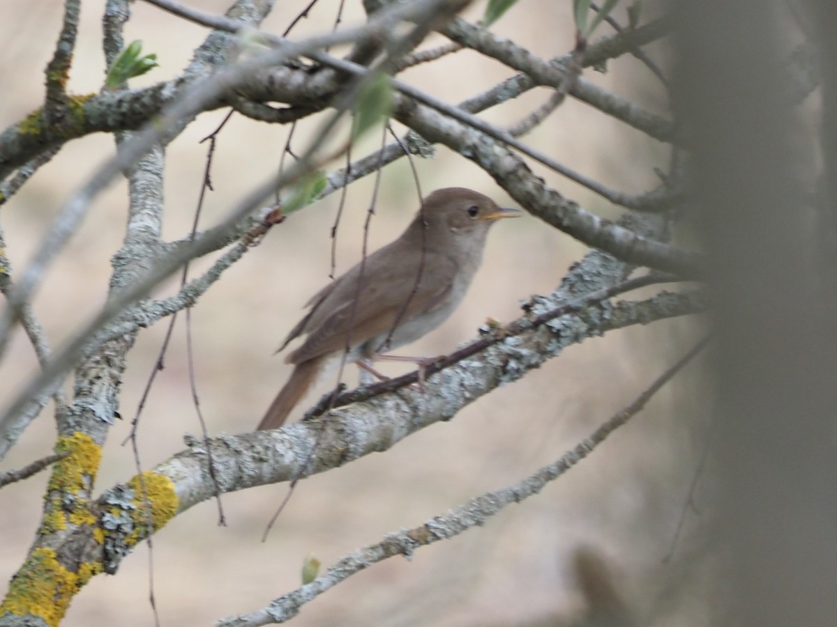 Thrush Nightingale - ML619663344