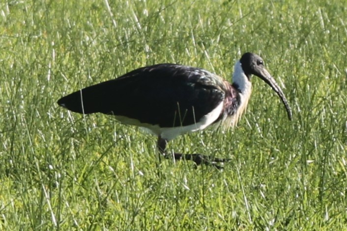 Straw-necked Ibis - NICOLINO DALFONSO