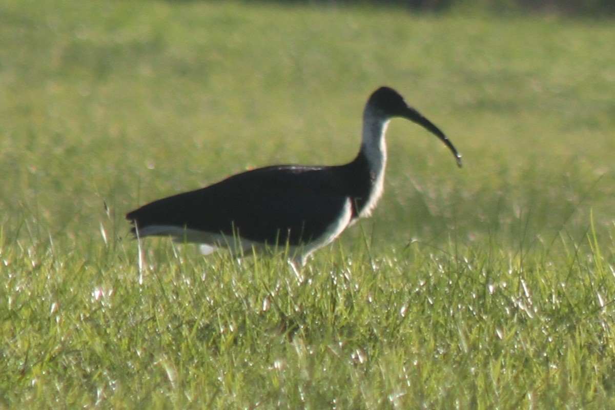 Straw-necked Ibis - NICOLINO DALFONSO