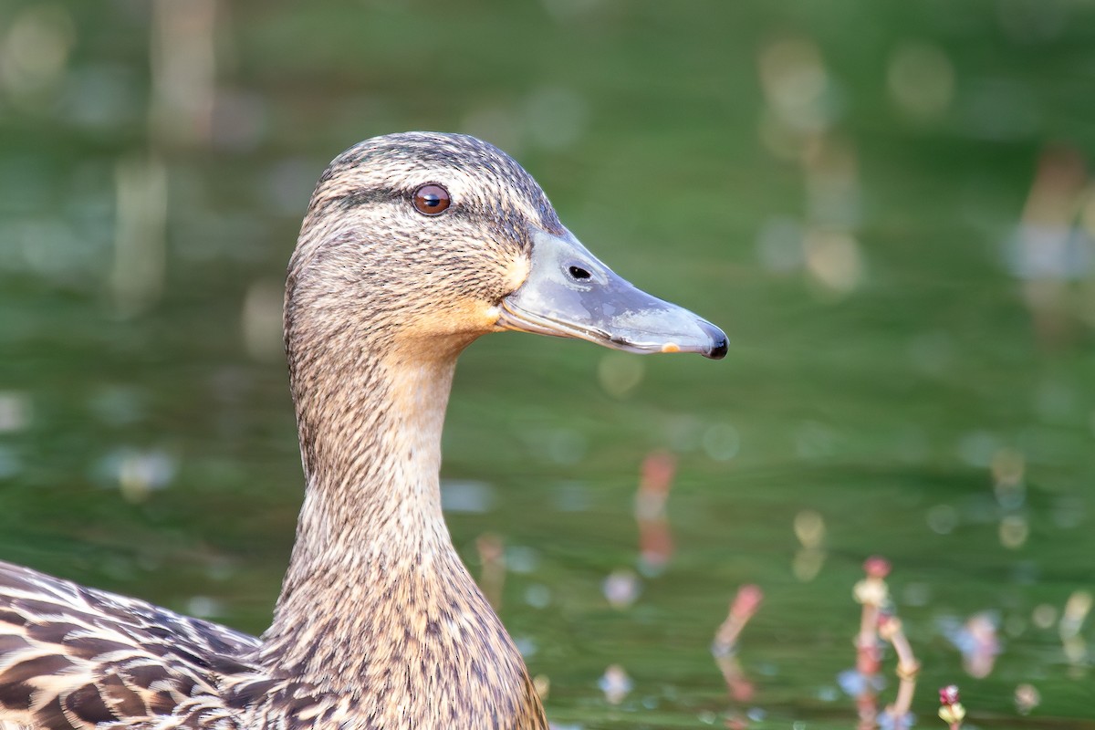 Mallard - Louis Backstrom