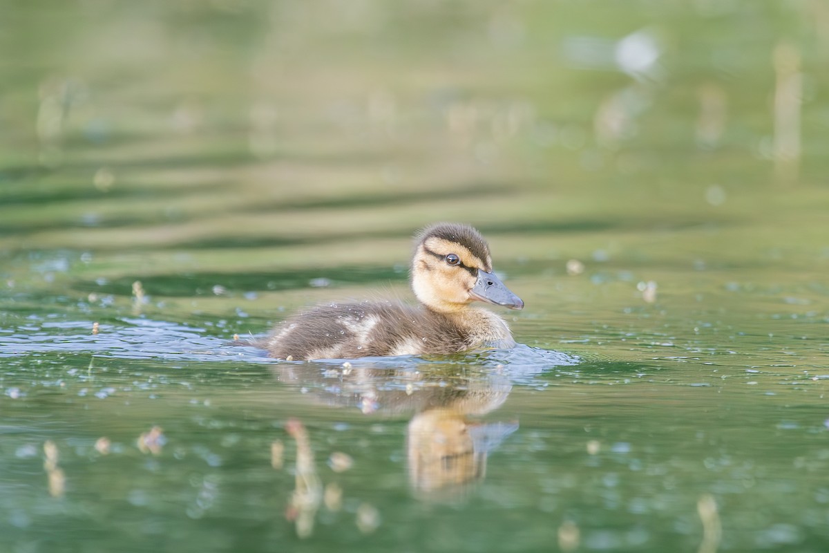 Mallard - Louis Backstrom