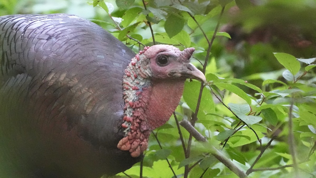 Wild Turkey - Sunil Thirkannad