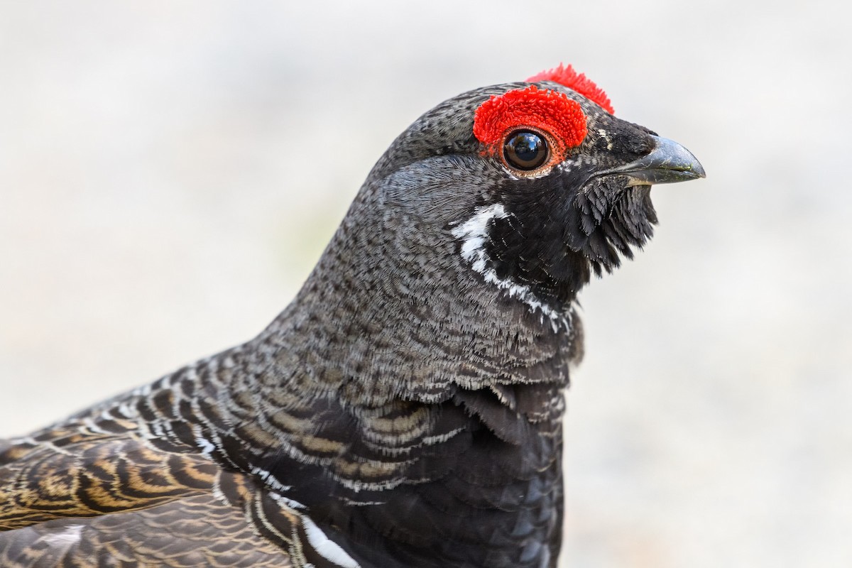 Spruce Grouse - Markus Weilmeier