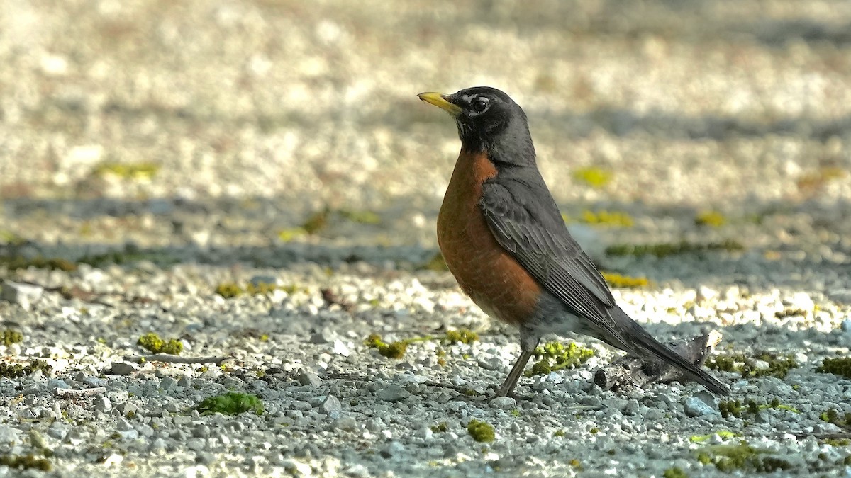 American Robin - Sunil Thirkannad