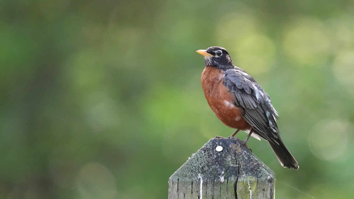 American Robin - Sunil Thirkannad