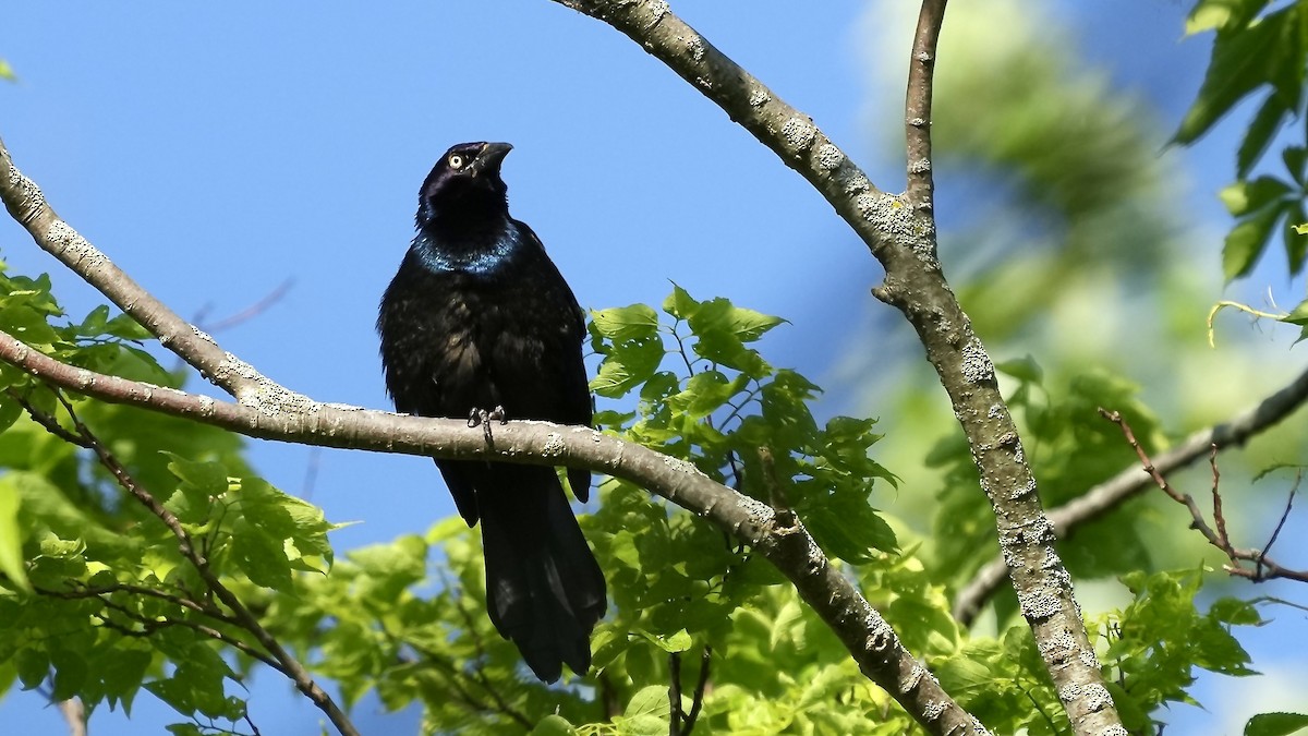 Common Grackle - Sunil Thirkannad