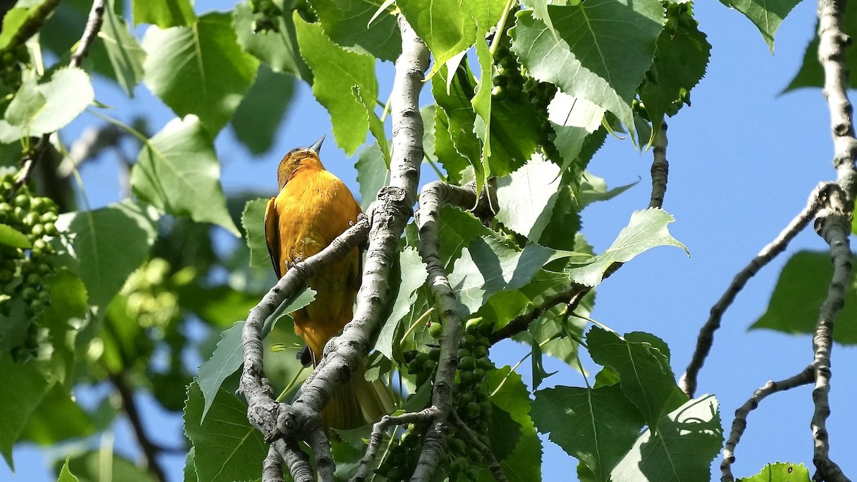 Baltimore Oriole - Sunil Thirkannad