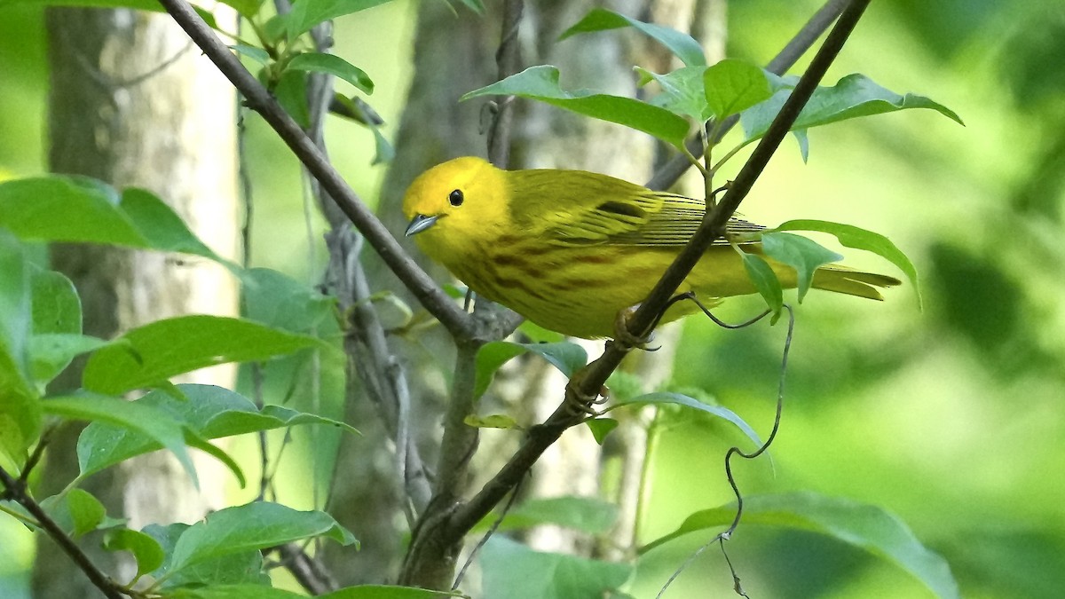 Yellow Warbler - Sunil Thirkannad