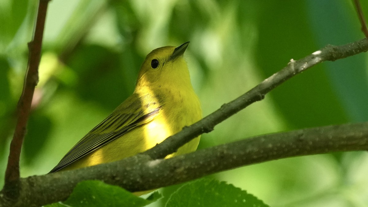 Yellow Warbler - Sunil Thirkannad