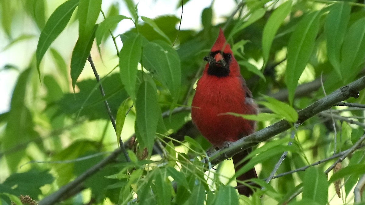 Northern Cardinal - Sunil Thirkannad