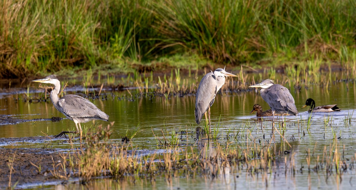 Gray Heron - Tracey Jolliffe