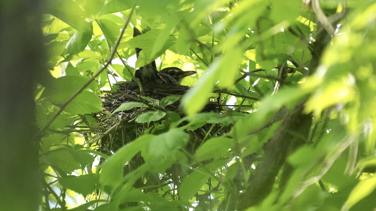 American Robin - Sunil Thirkannad